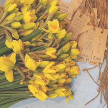 Load image into Gallery viewer, Fresh Daffodils (bunch of 25)